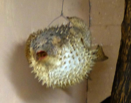 yy_04clsup_whtcandi#17FCCD6